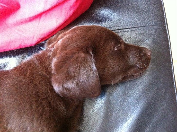 Labrador retriever Tyson - Tyson sover. Det er hårdt at være på stranden for første gang, når man både møder fremmede hunde og oplever at vand på poterne måske er meget sjovt. billede 8