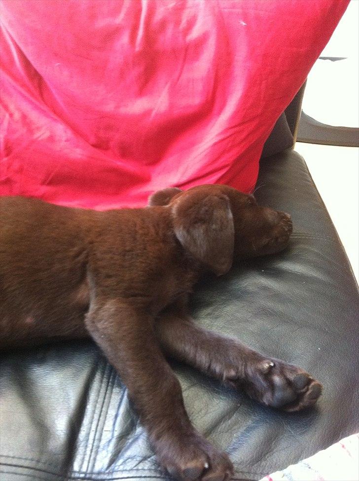 Labrador retriever Tyson billede 9