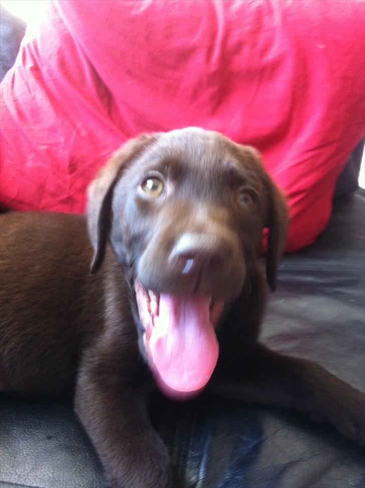 Labrador retriever Tyson billede 10