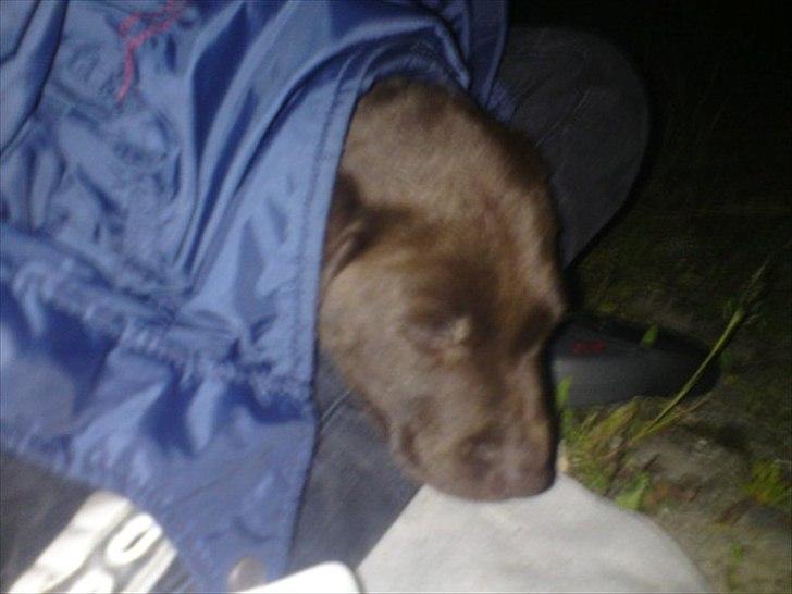 Labrador retriever Tyson - Når det bliver trættende og koldt at se storesøster lege, er det godt man kan ligge i skødet på mor og få varmen under en jakke. billede 11