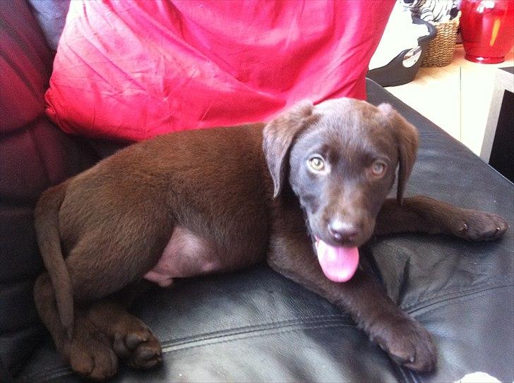 Labrador retriever Tyson billede 12