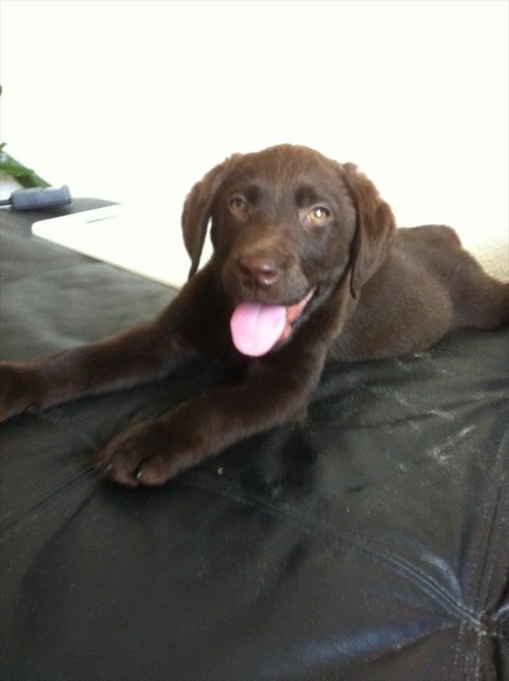 Labrador retriever Tyson billede 13