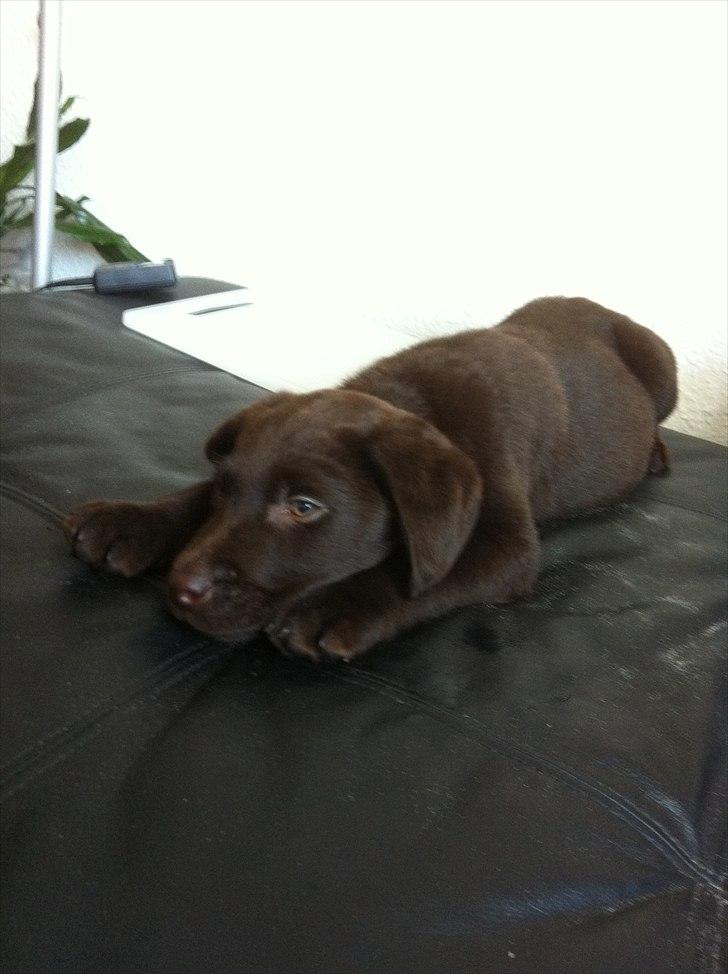 Labrador retriever Tyson billede 14