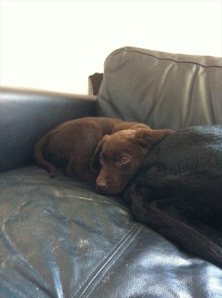 Labrador retriever Tyson billede 15