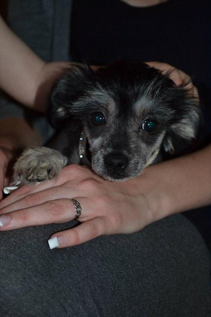 Blanding af racer Elliot billede 2