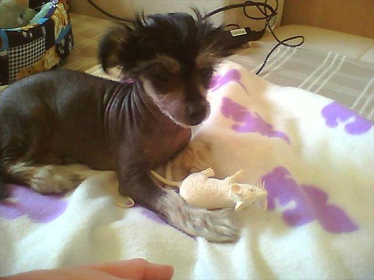 Blanding af racer Elliot billede 3