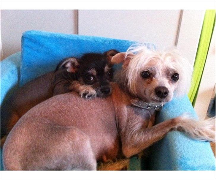 Blanding af racer Elliot - Elliots mor og bror billede 5