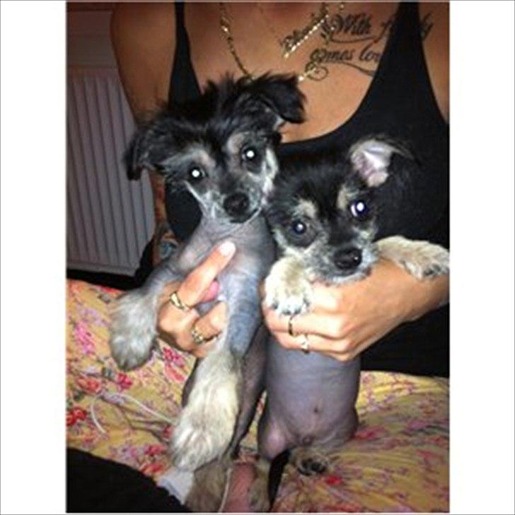 Blanding af racer Elliot - Elliot og en af hans brodere. billede 6