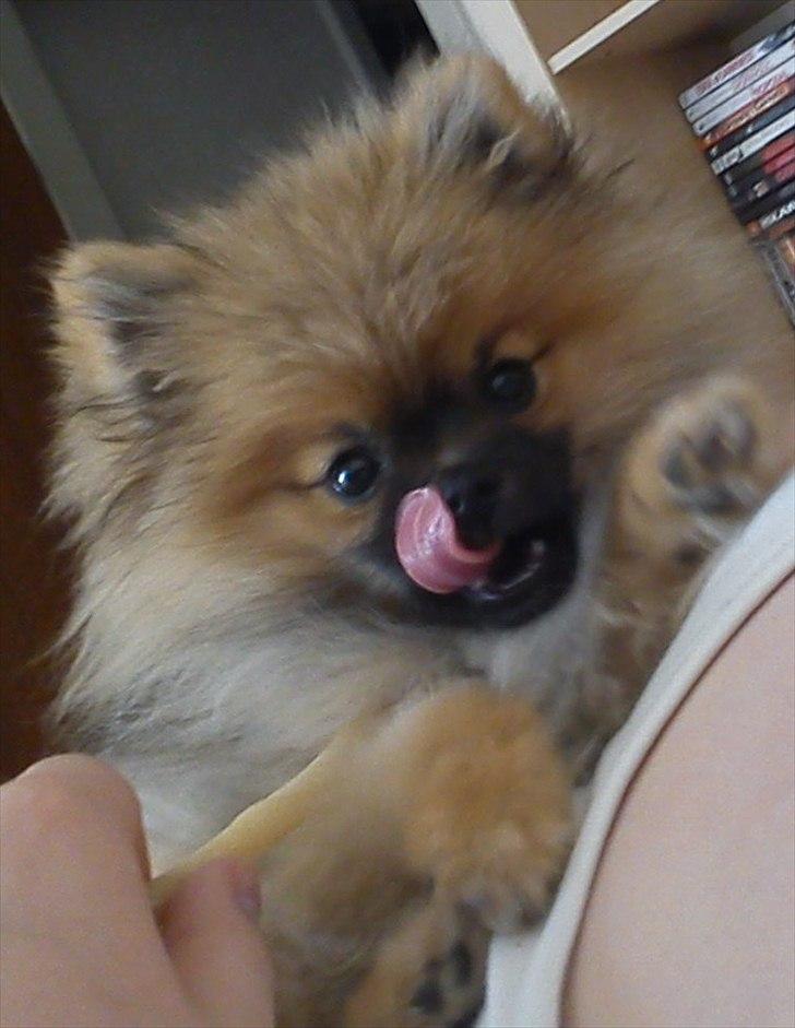 Pomeranian Mocca billede 18