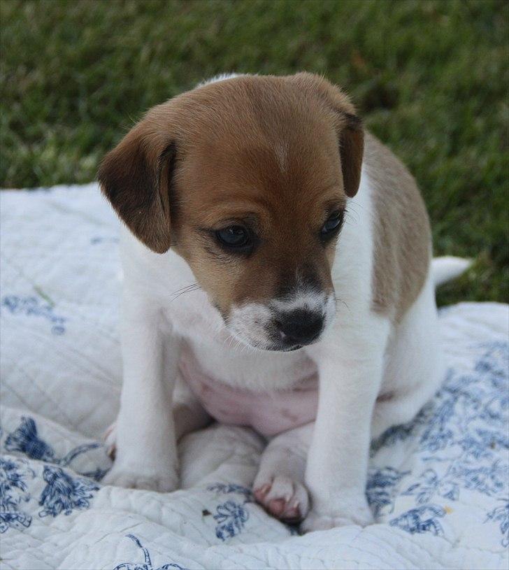 Blanding af racer Johna Stockton - se min bløde hvapemave - 4,5 uge gammel billede 3