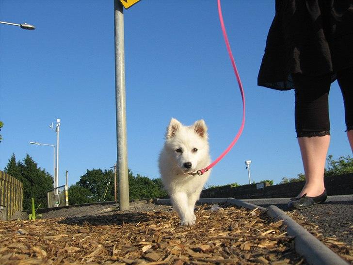 Japansk spids Sylvie Putput Rasmussen billede 13