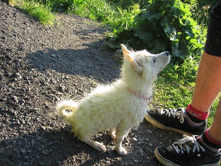Japansk spids Sylvie Putput Rasmussen - Hun havde lige besluttet sig for at hoppe ned i floden :D  vi kom hjem med en meget beskidt hund  billede 12