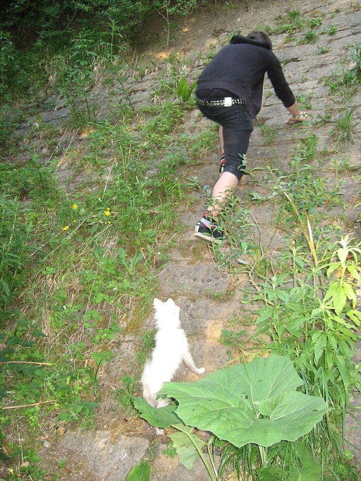 Japansk spids Sylvie Putput Rasmussen - Hun skal selvfølgelig liiige klatre med op :p  billede 14