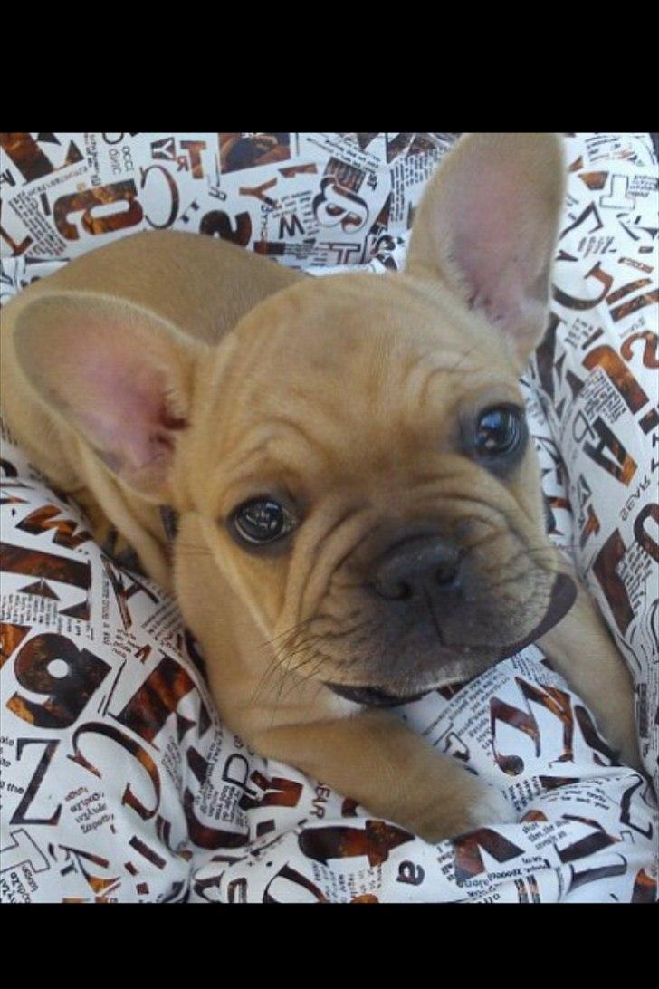 Fransk bulldog Albert billede 1