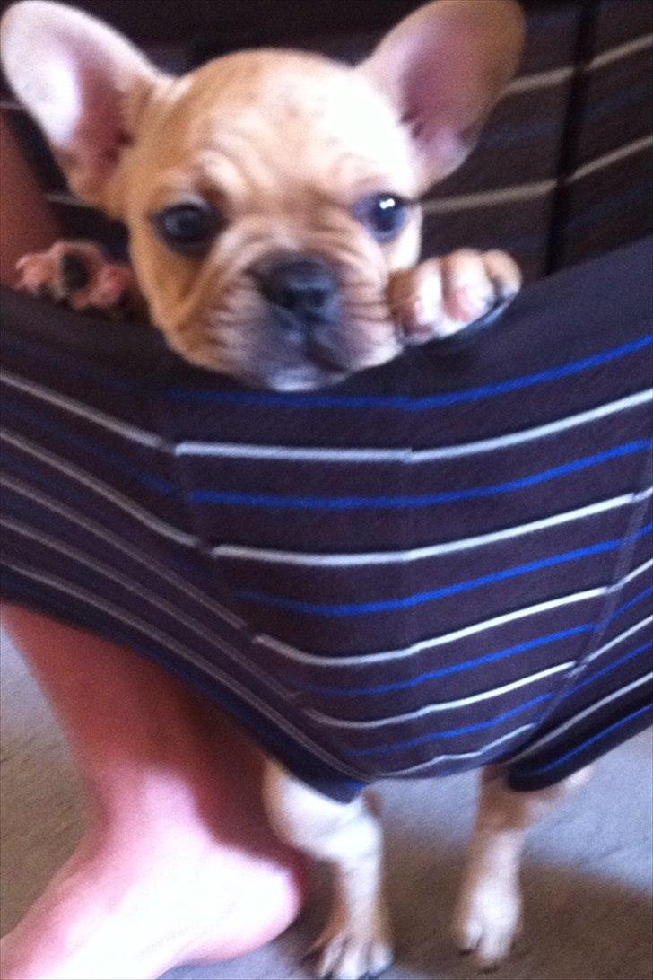 Fransk bulldog Albert billede 2