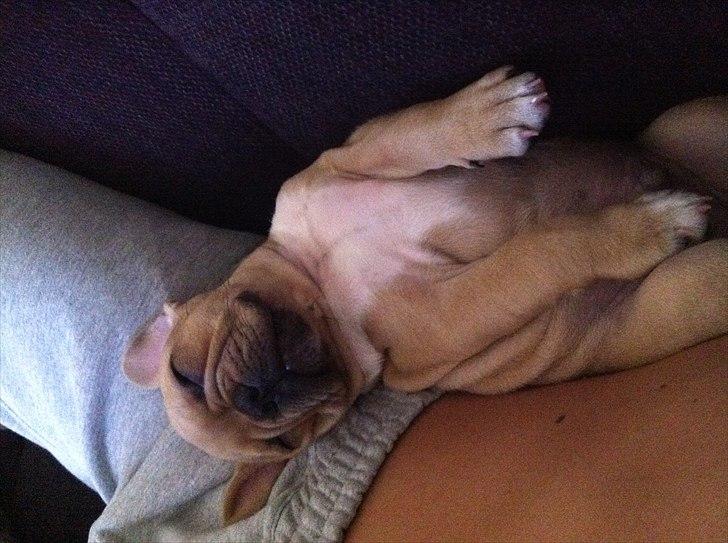 Fransk bulldog Albert billede 3