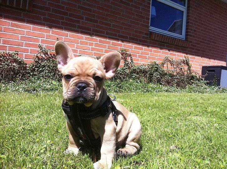 Fransk bulldog Albert billede 4