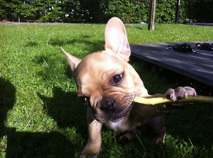 Fransk bulldog Albert billede 5