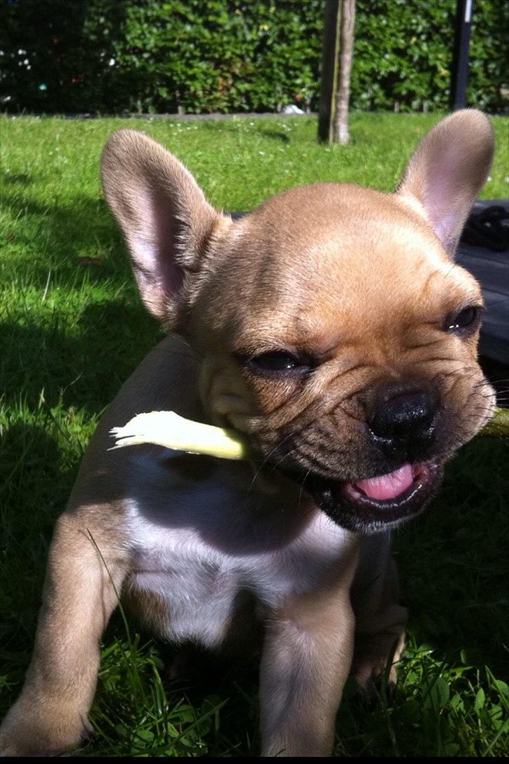 Fransk bulldog Albert billede 6