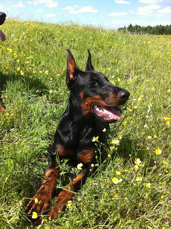 Dobermann Kiesa *RIP* billede 10