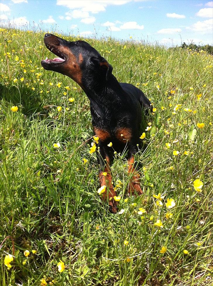 Dobermann Kiesa *RIP* - se når jeg skal pjatte kan jeg ligge ørene helt ned :-) billede 11