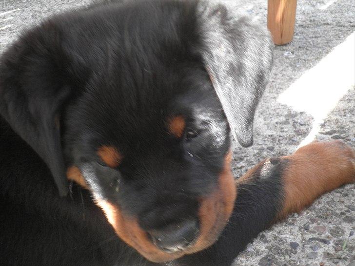 Rottweiler Amarni billede 4