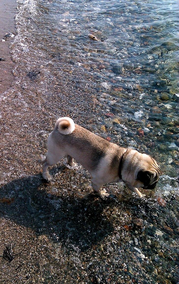 Mops Ozzy billede 19