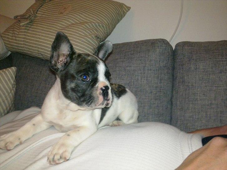 Fransk bulldog Gimli billede 4
