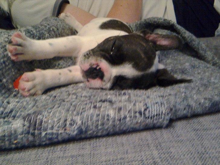 Fransk bulldog Gimli - Sover lige så dejligt med strakte ben :) billede 5
