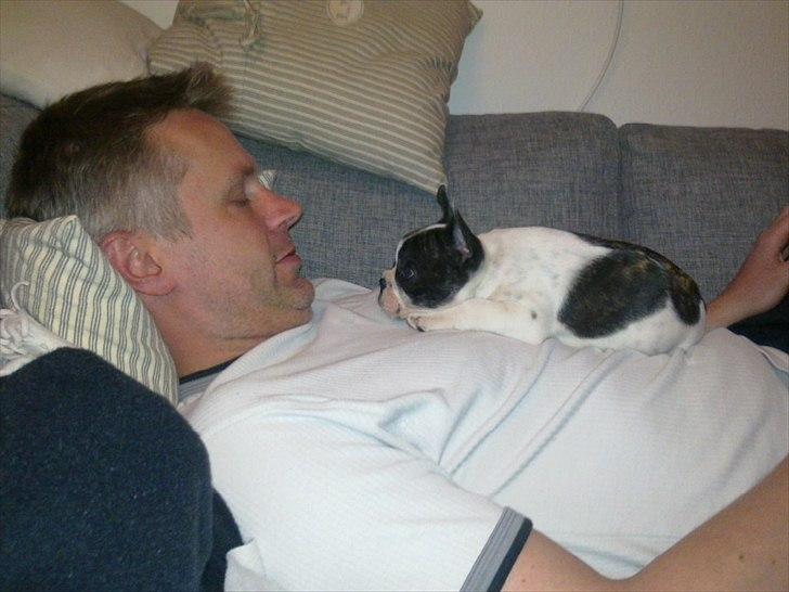 Fransk bulldog Gimli billede 6