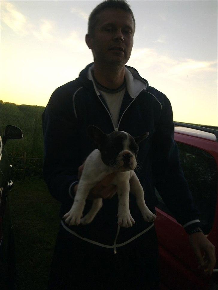 Fransk bulldog Gimli - Første billede af Gimli efter vi hentede ham :) billede 7