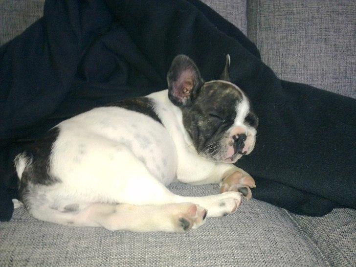 Fransk bulldog Gimli billede 8