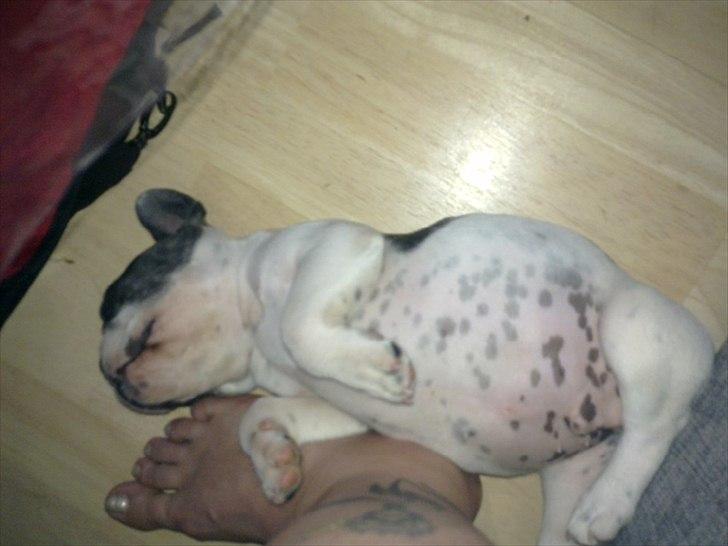 Fransk bulldog Gimli - bare rolig, jeg er ikke ved at eksplodere, har bare lige spist aftensmad og drukket en masse vand, og ligger lige og fordøjer :) billede 9