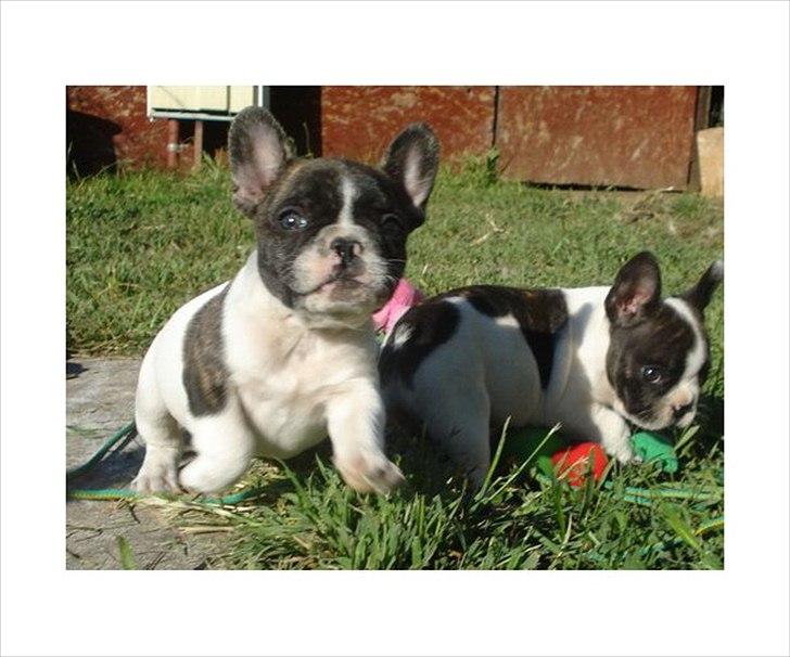 Fransk bulldog Gimli - Mig og min bror billede 10