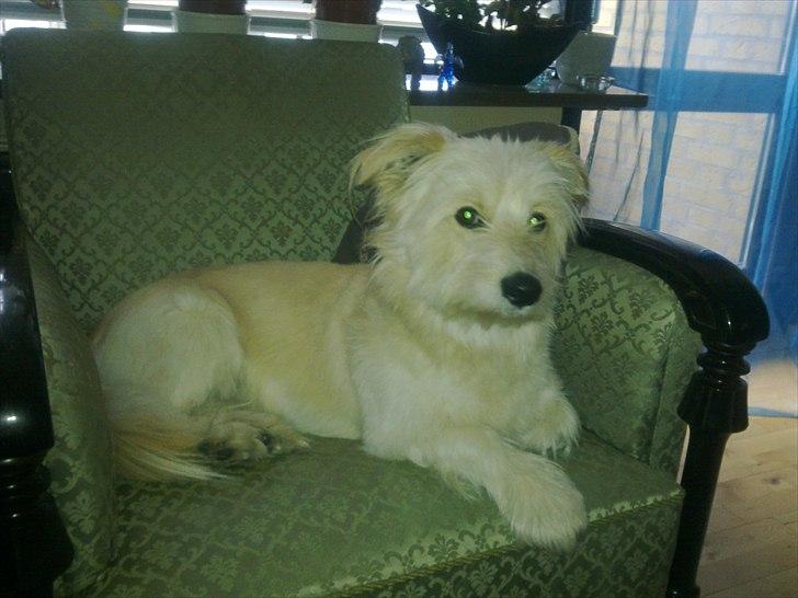 Blanding af racer Knut - .velkommen til Knut's profil, håber i vil tage godt imod ham :D billede 1