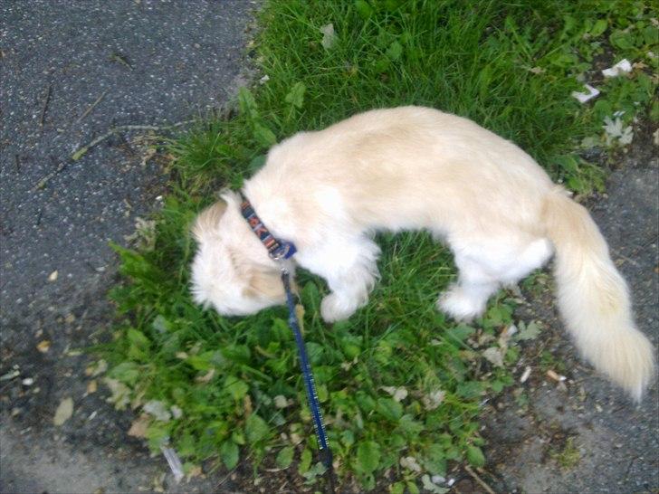 Blanding af racer Knut - .ude og gå med ham for første gang efter han var kommet til Danmark  billede 3