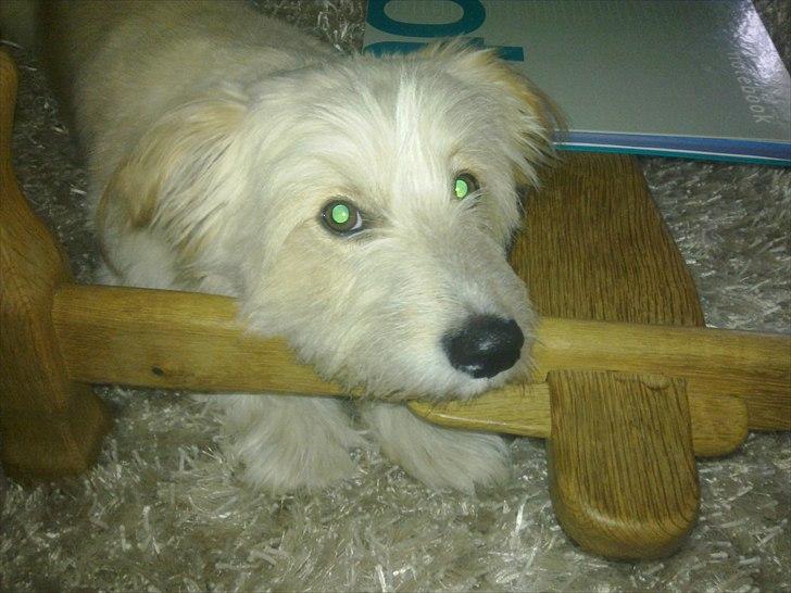 Blanding af racer Knut - .en træt vuffer efter en laaaang køretur fra Tyskland til Danmark billede 2