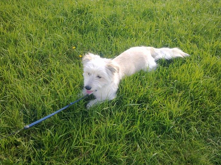 Blanding af racer Knut - .er blevet lidt træt efter en gåtur til Fuglsangsø  billede 5