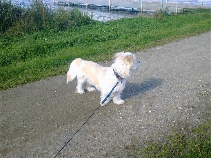 Blanding af racer Knut - .ved Fuglsangsø billede 6