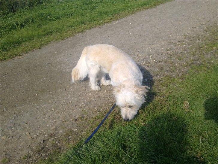 Blanding af racer Knut billede 7