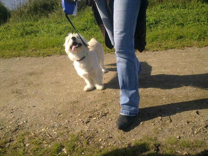 Blanding af racer Knut billede 8