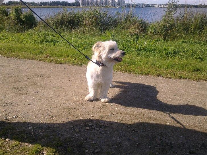 Blanding af racer Knut billede 9