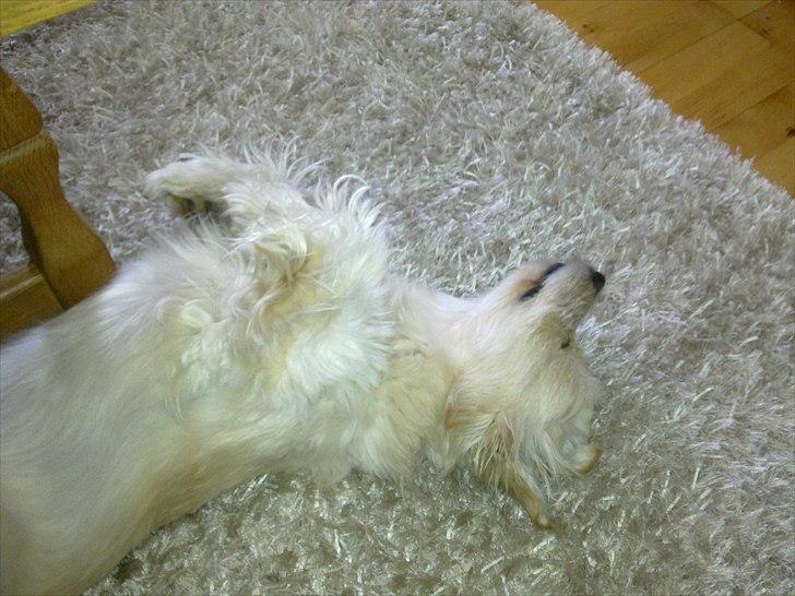 Blanding af racer Knut - .Knut som ligger og sover kl 7 om morgenen, så nuttet billede 10