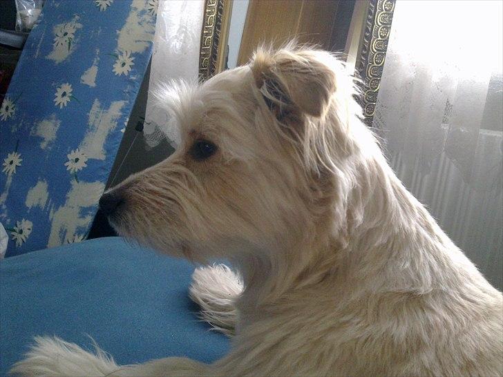 Blanding af racer Knut - .i min seng  billede 11