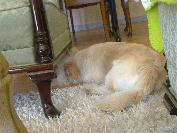 Blanding af racer Knut - .ligger og sover billede 12