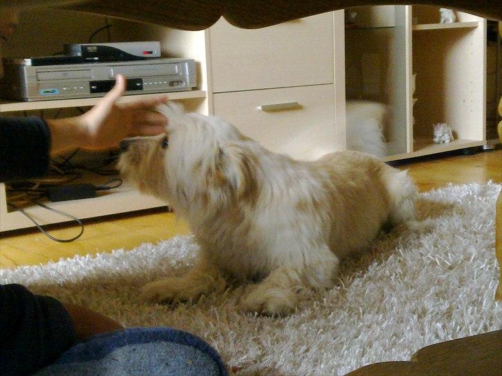 Blanding af racer Knut - .leger med min bror billede 13