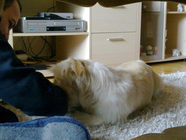 Blanding af racer Knut - .leger med min bror billede 14