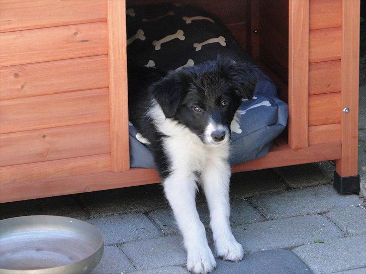Border collie Danielsson´s Skyline Celix (Felix) - 9 uger og hygge i hundehuset billede 7