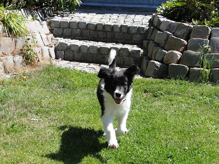 Border collie Danielsson´s Skyline Celix (Felix) - 9 uger iog i fuld firspring billede 8
