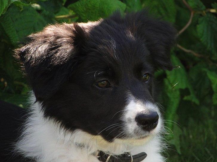 Border collie Danielsson´s Skyline Celix (Felix) - 9 uger og sikke et udtryk billede 9